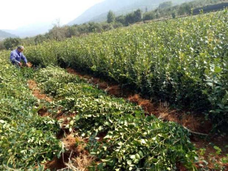 江西高产嫁接油茶苗规格齐全基地直供品种纯正来源清楚