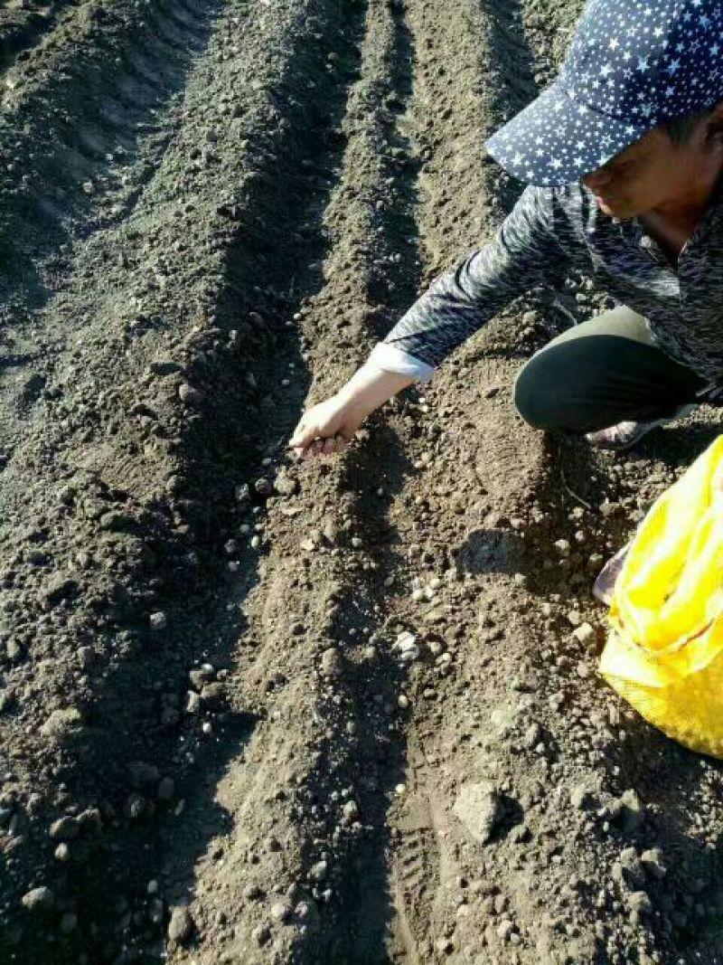 山东省潍坊市安丘市荷兰806土豆种子何兰十五原种