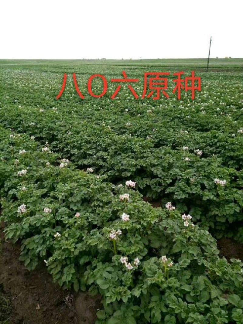 山东省潍坊市安丘市荷兰806土豆种子何兰十五原种