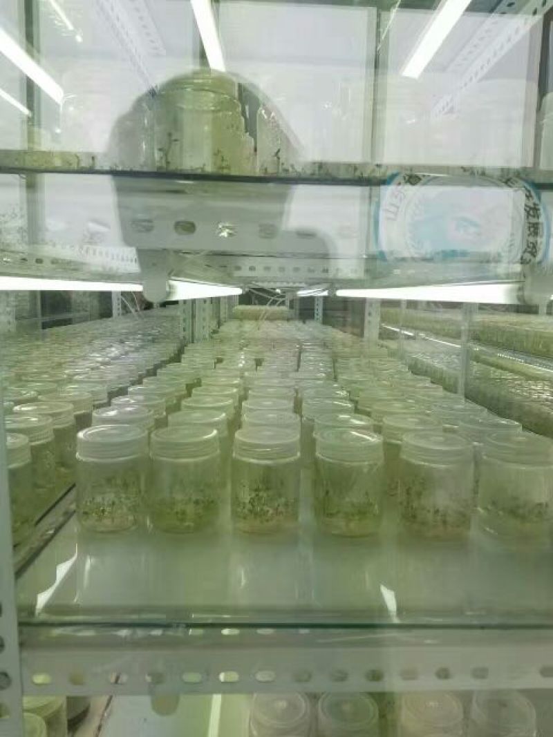 山东省潍坊市安丘市荷兰806土豆种子何兰十五原种