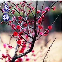 红梅红梅盆景红梅树苗