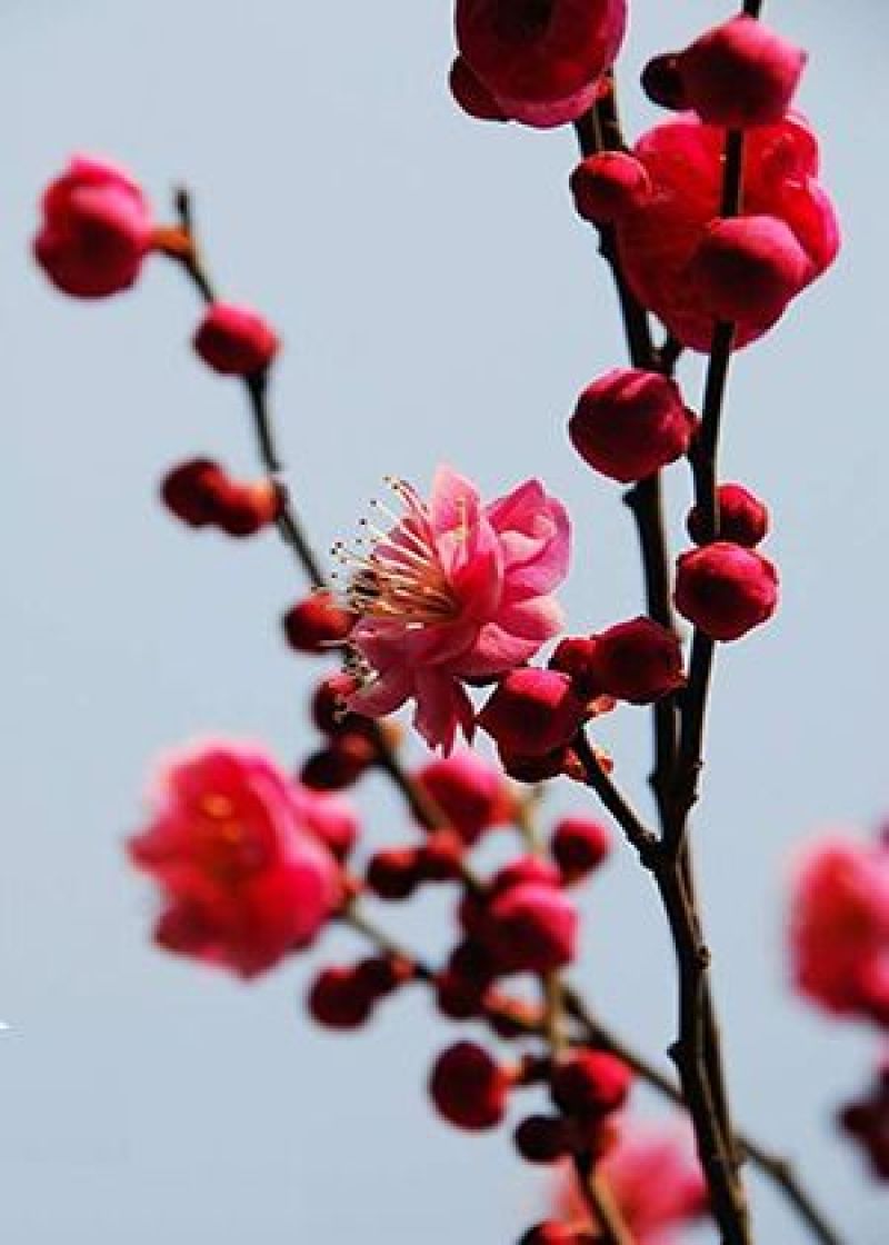 红梅红梅盆景红梅树苗