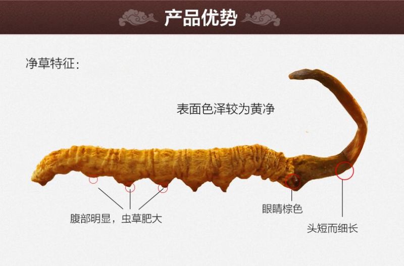 冬虫夏草正宗那曲虫草