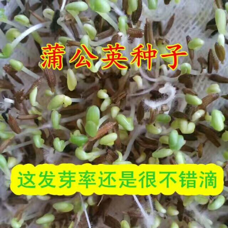 蒲公英种子95%以上