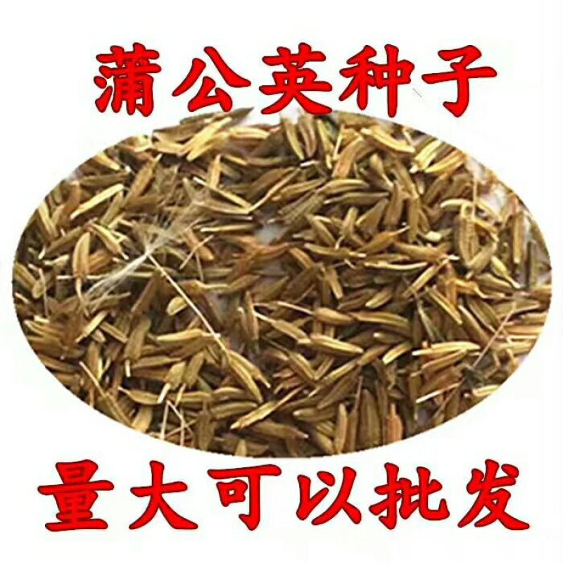 蒲公英种子95%以上