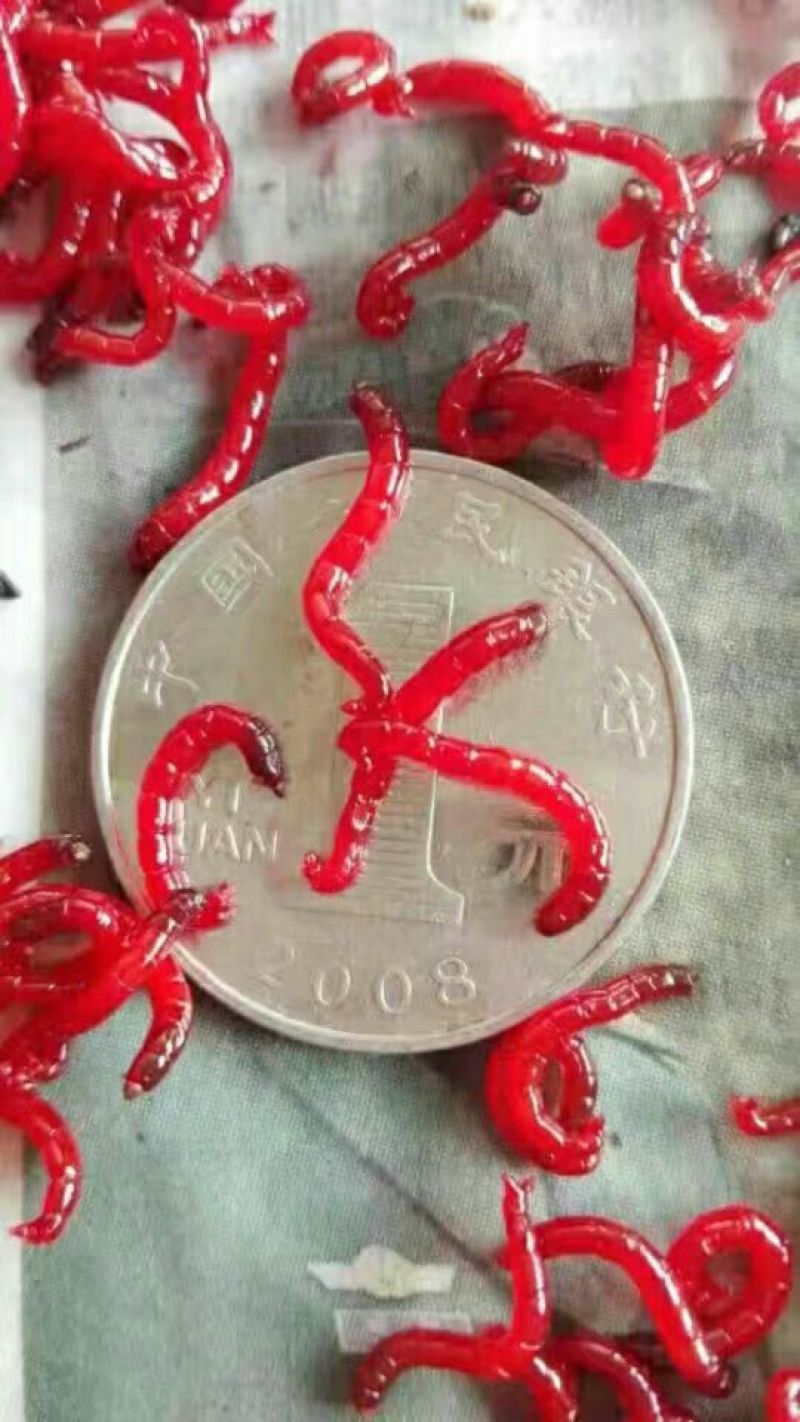 鱼饵