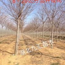 高杆早樱晚樱花树18~20cm