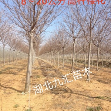 高杆早樱晚樱花树18~20cm