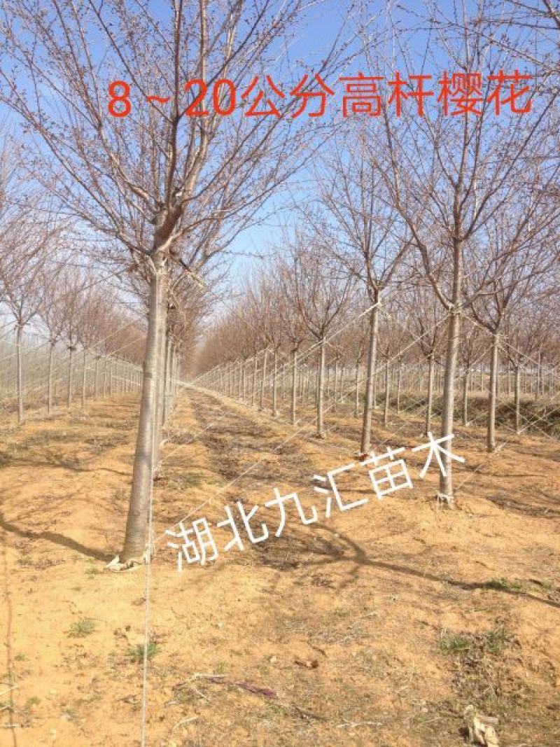 高杆早樱晚樱花树18~20cm