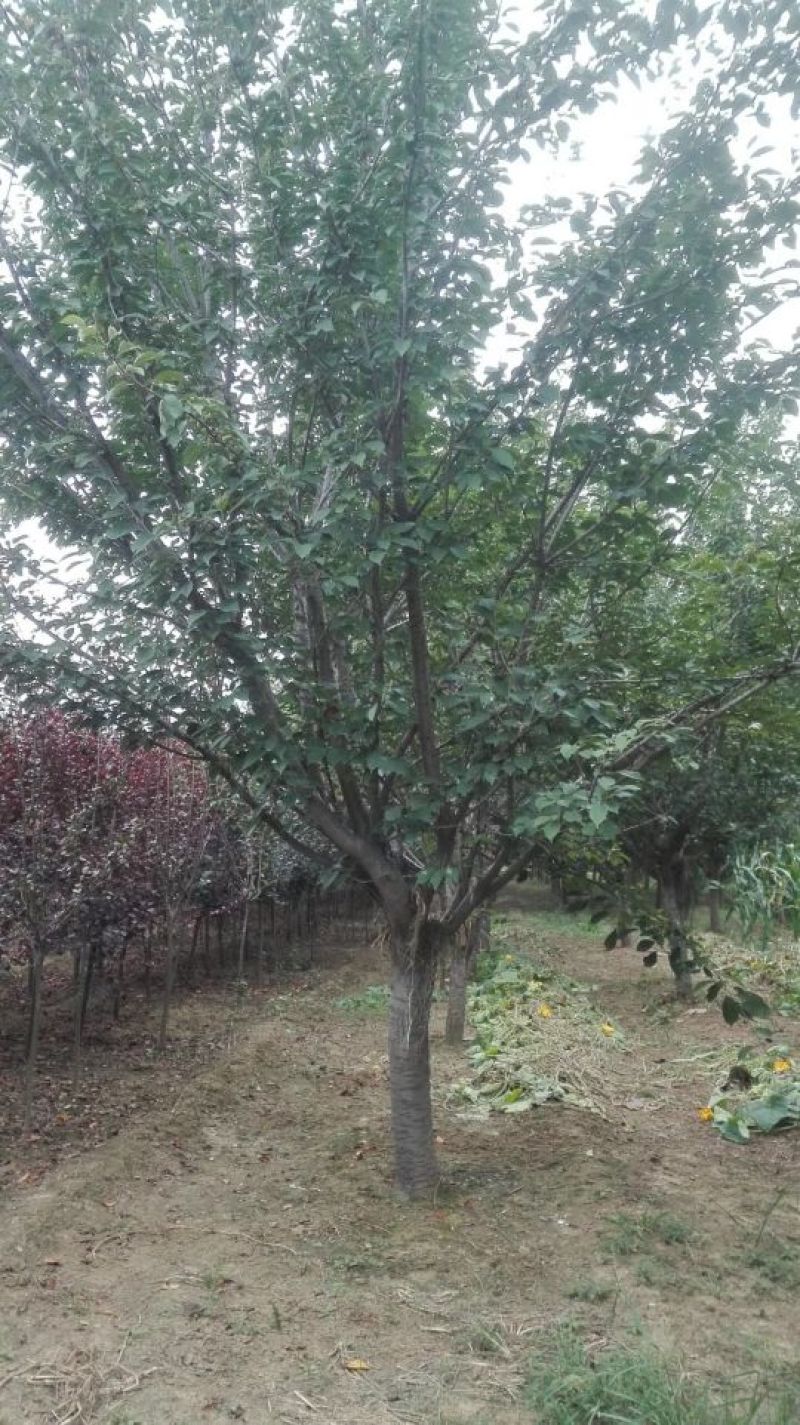 高杆早樱晚樱花树18~20cm