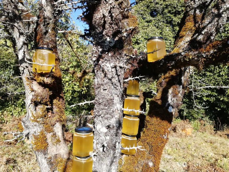 土蜂蜜云南原始森林土蜂蜜