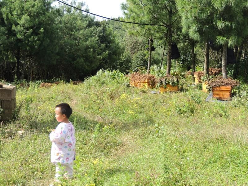 土蜂蜜云南原始森林土蜂蜜