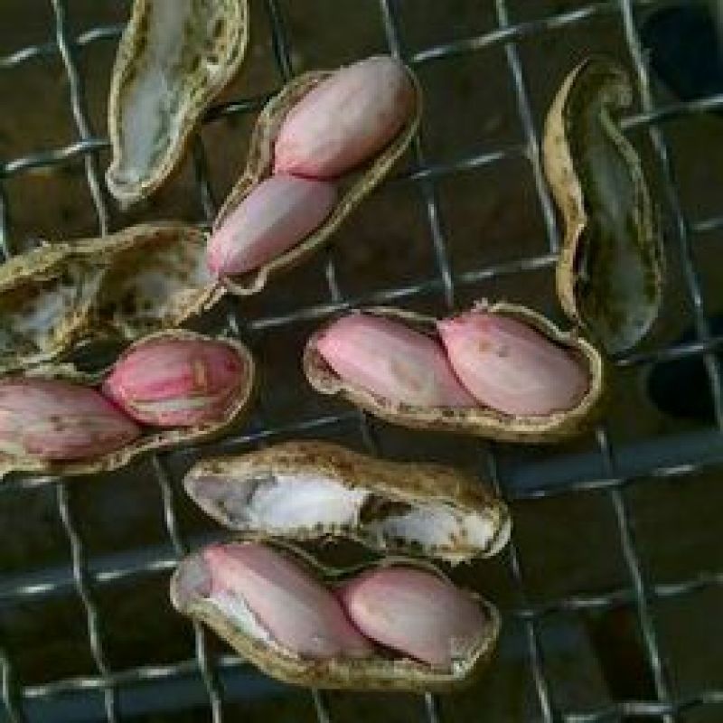 大粒花生米红皮一级精选花生米，粒大饱满