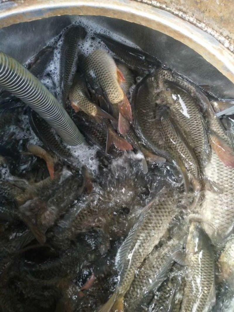 池鲤鱼食用1~2公斤