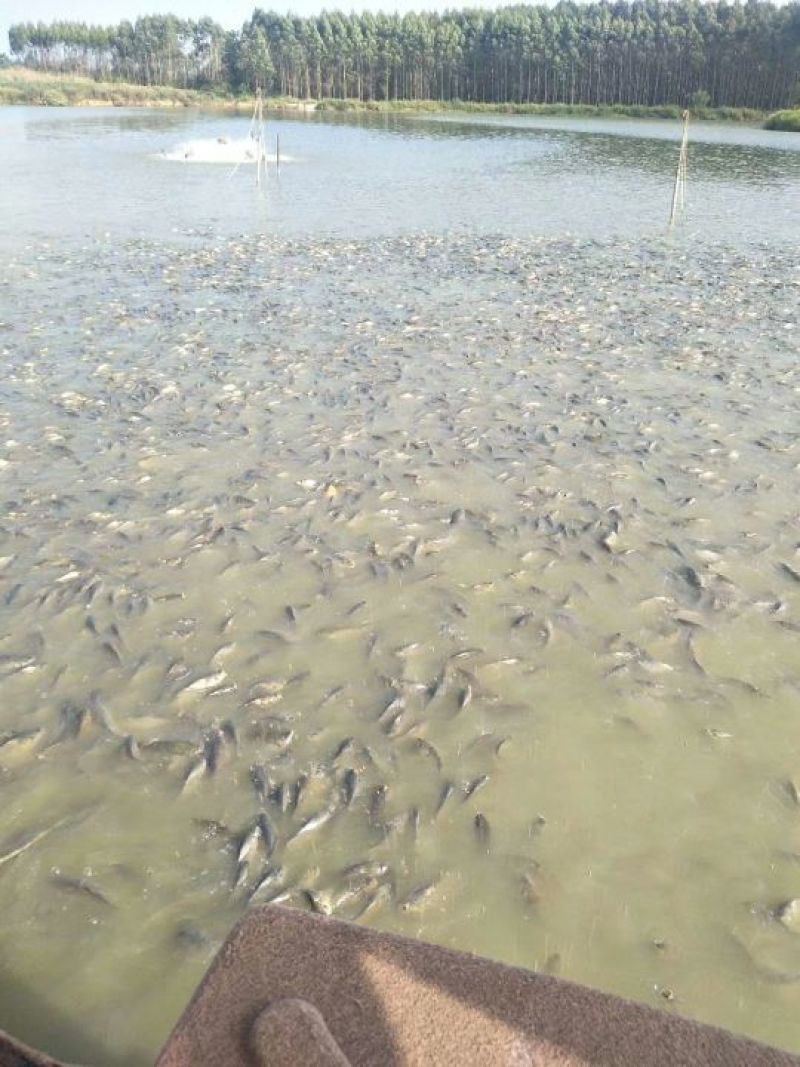 池鲤鱼食用1~2公斤