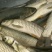 池鲤鱼食用1~2公斤