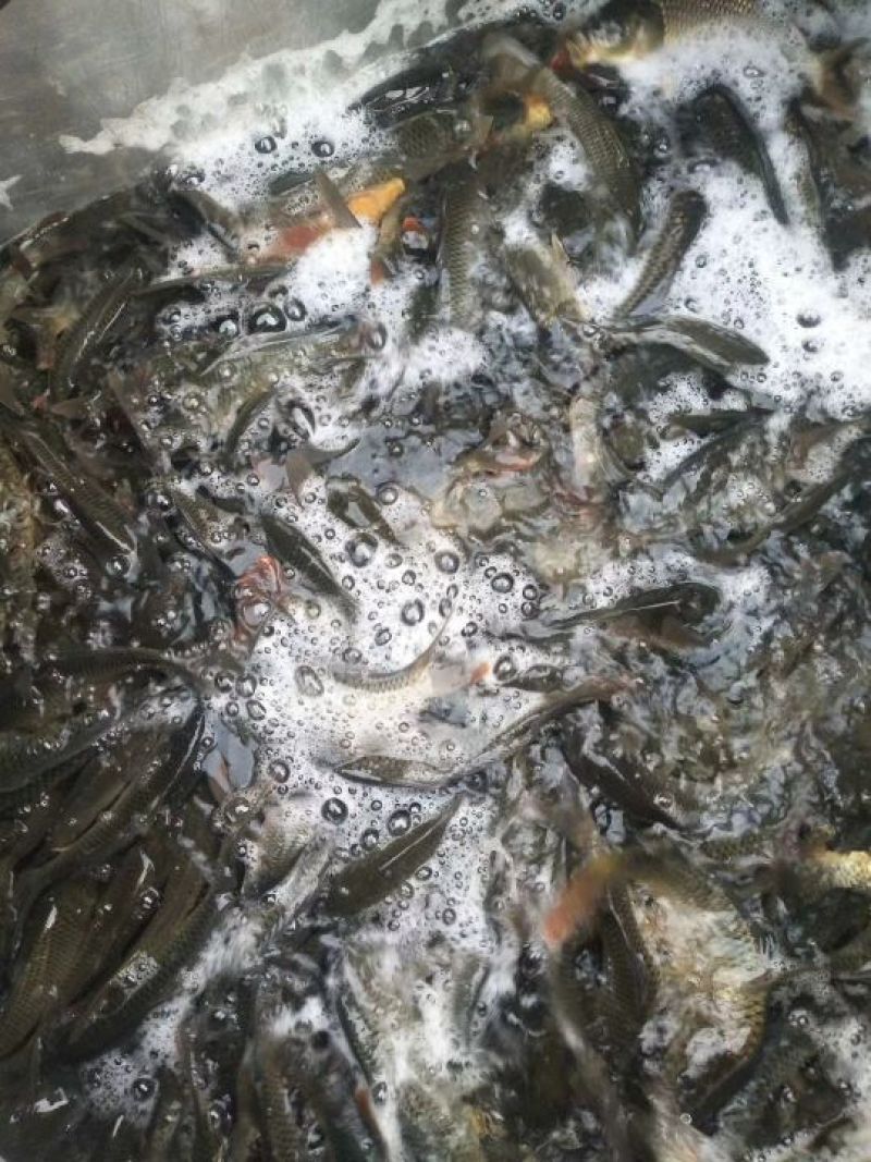 池鲤鱼食用1~2公斤