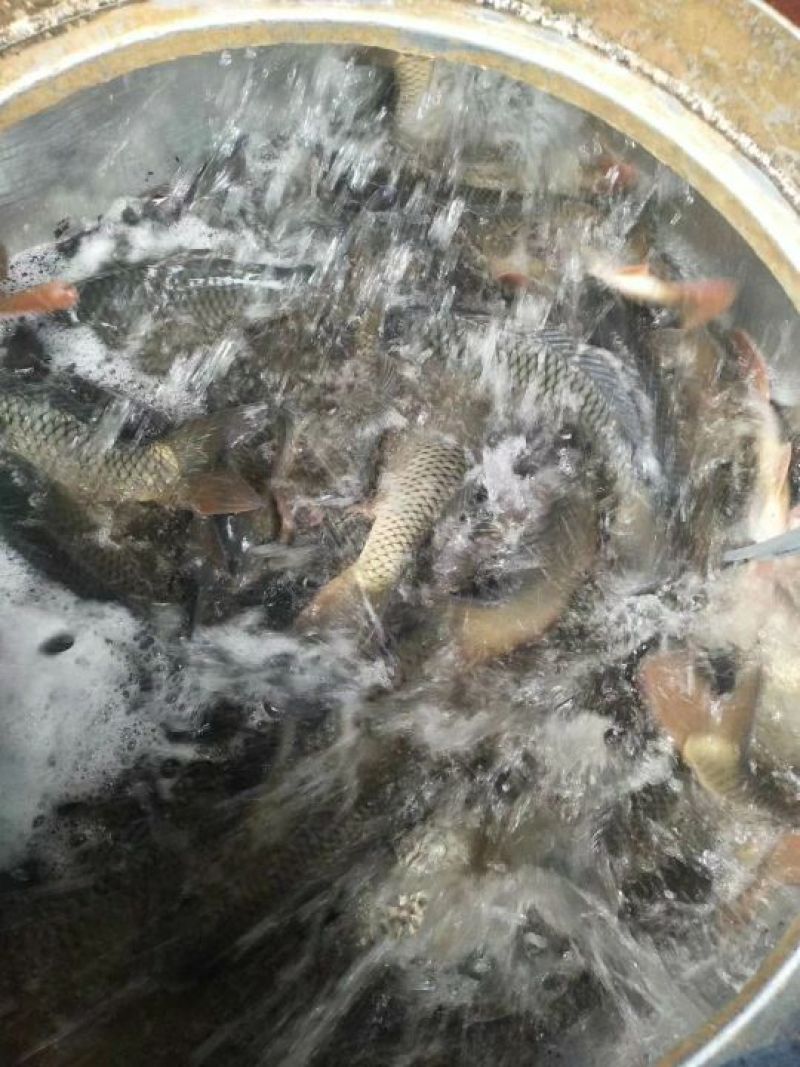 池鲤鱼食用1~2公斤