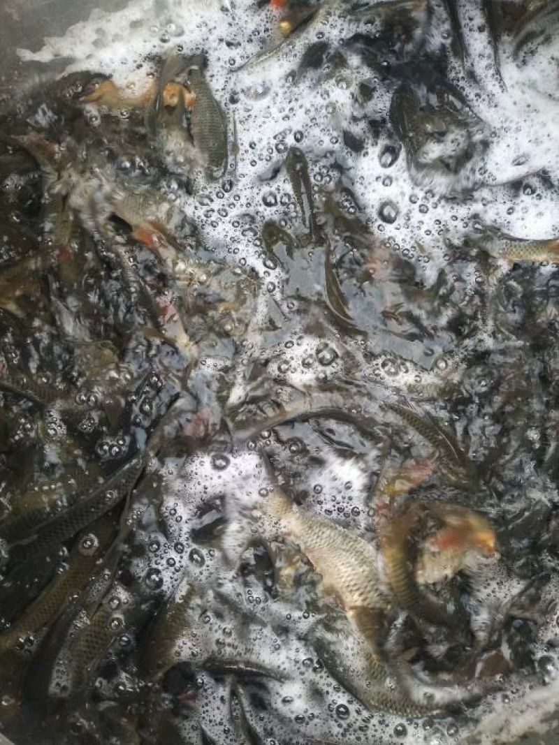 池鲤鱼食用1~2公斤