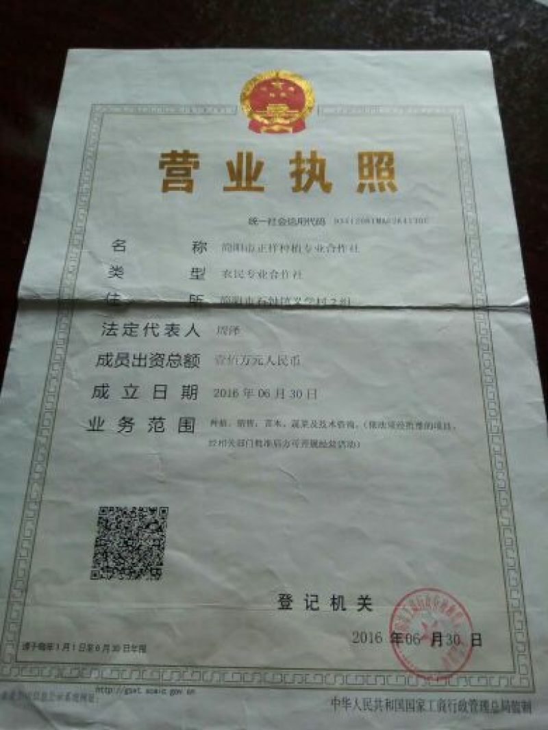 沃柑苗有各种枮木，无病青秀