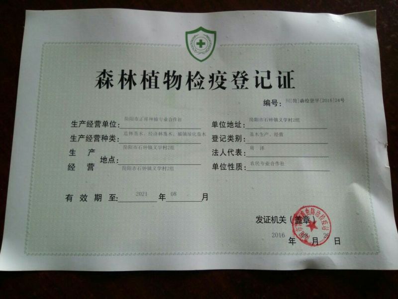 沃柑苗有各种枮木，无病青秀