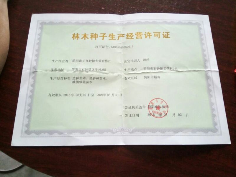 沃柑苗有各种枮木，无病青秀