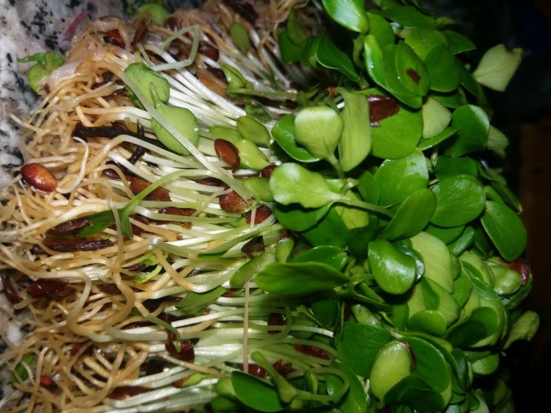 香椿苗10~20cm温室