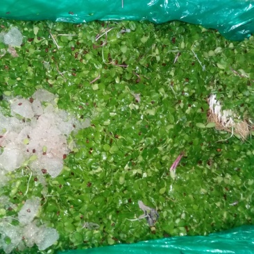 香椿苗10~20cm温室