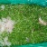 香椿苗10~20cm温室