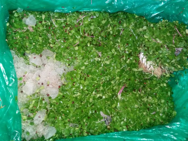 香椿苗10~20cm温室