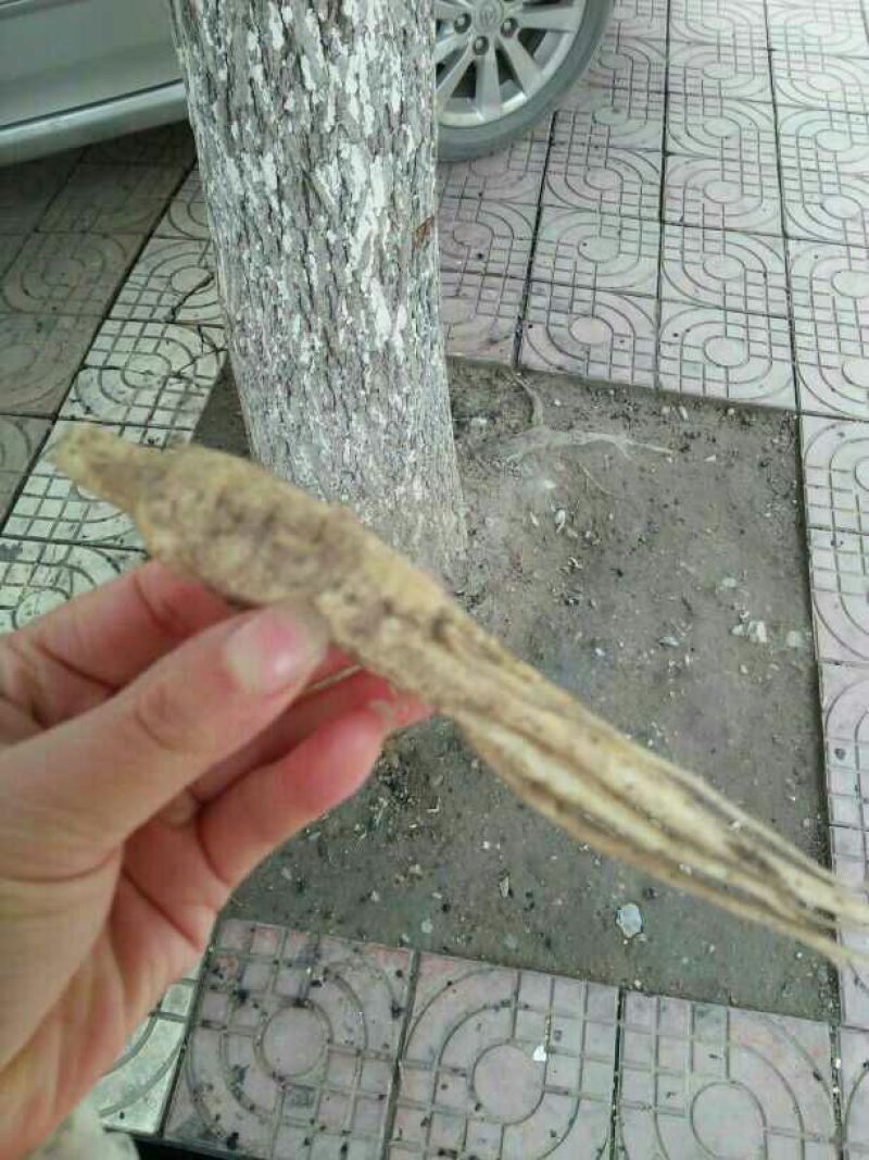 五指山参人工养殖