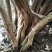 映山红树桩5~10cm