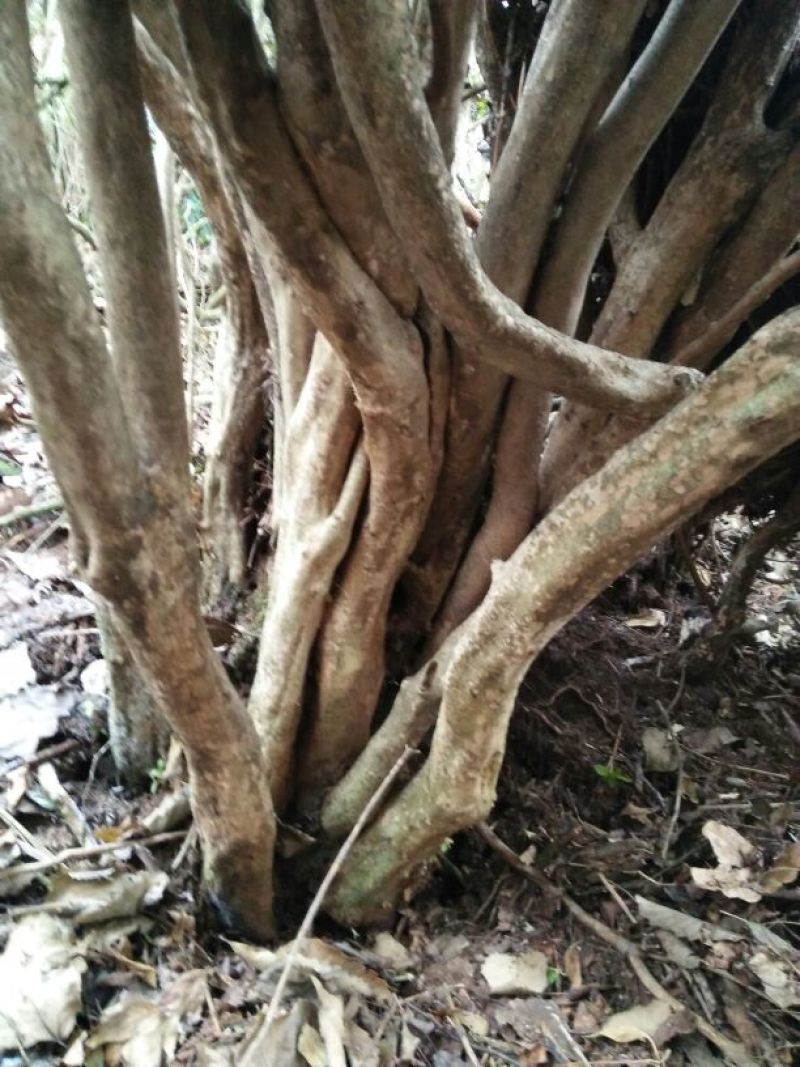 映山红树桩5~10cm
