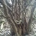 映山红树桩5~10cm