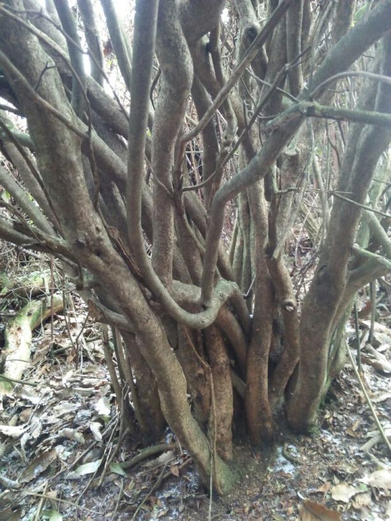 映山红树桩5~10cm