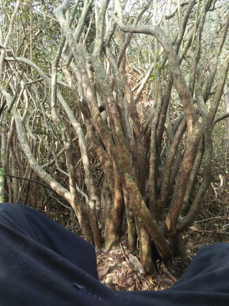 映山红树桩5~10cm