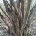 映山红树桩5~10cm