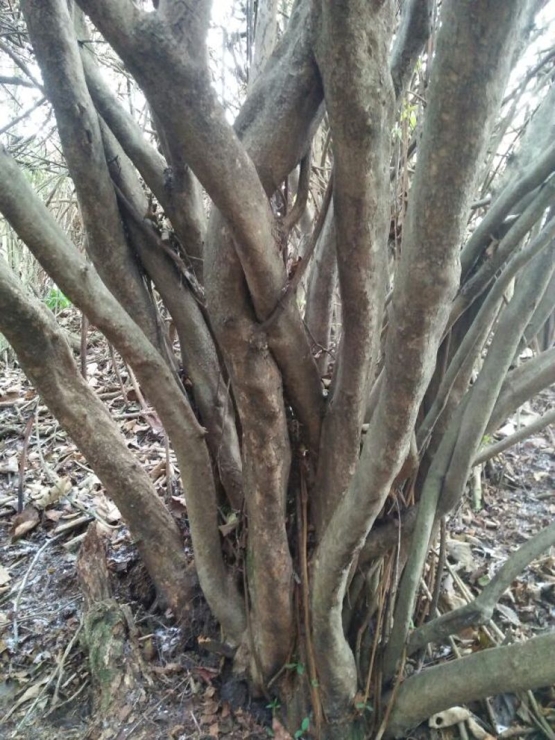 映山红树桩5~10cm