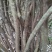 映山红树桩5~10cm
