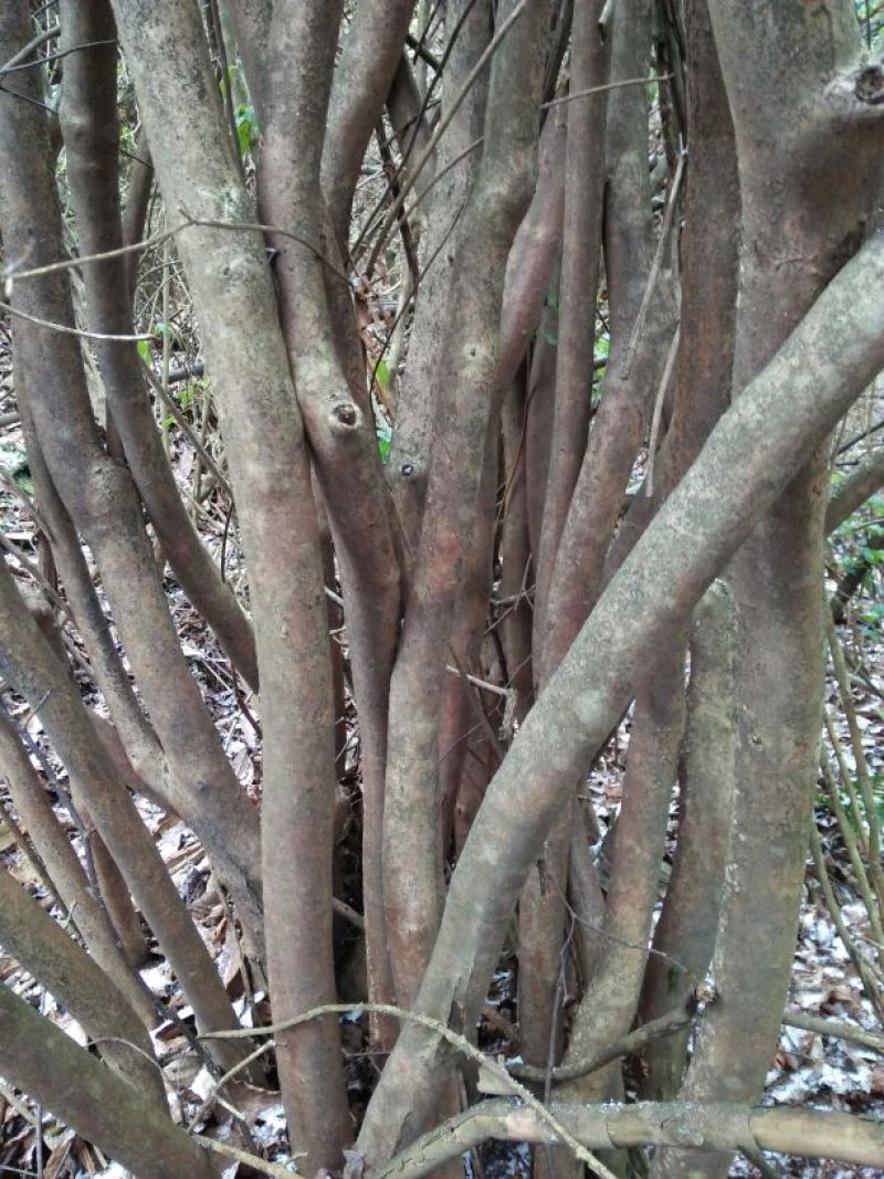 映山红树桩5~10cm