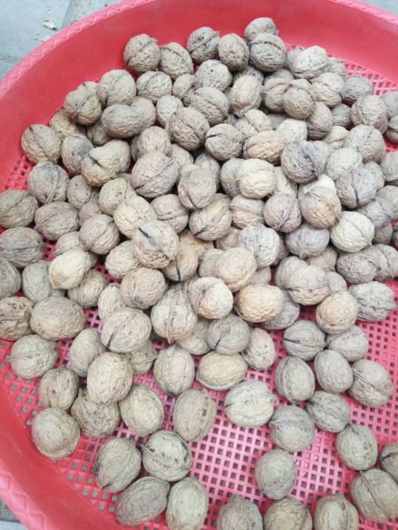 核桃去皮25~30mm干