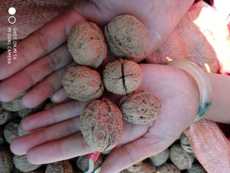 核桃去皮25~30mm干