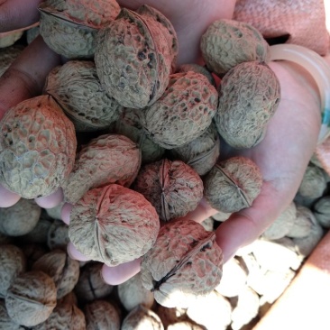 核桃去皮25~30mm干