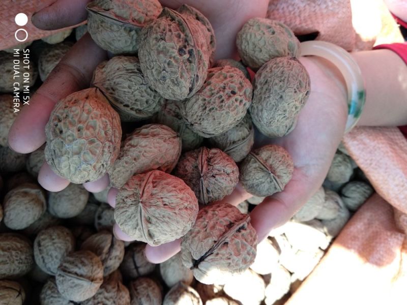 核桃去皮25~30mm干