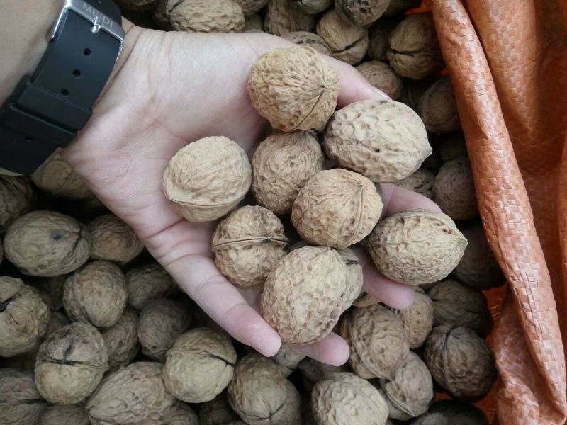 核桃去皮25~30mm干