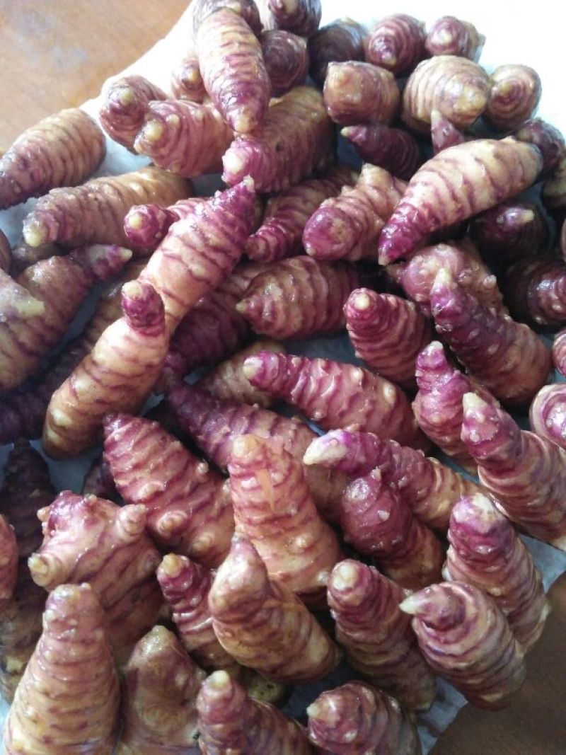 菊芋1~1.5两