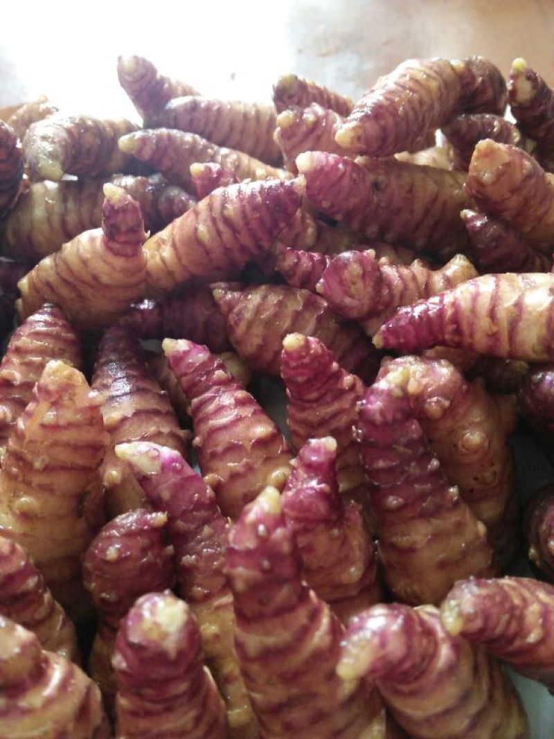菊芋1~1.5两