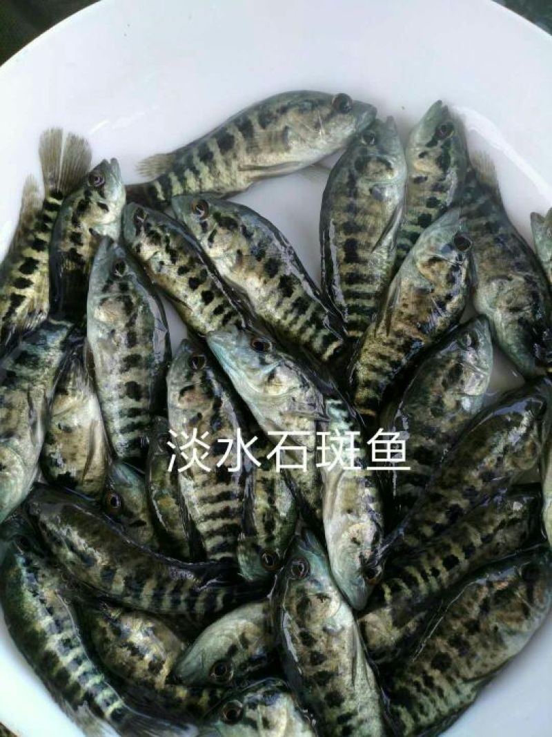 淡水石斑鱼苗花老虎专吃野杂鱼
