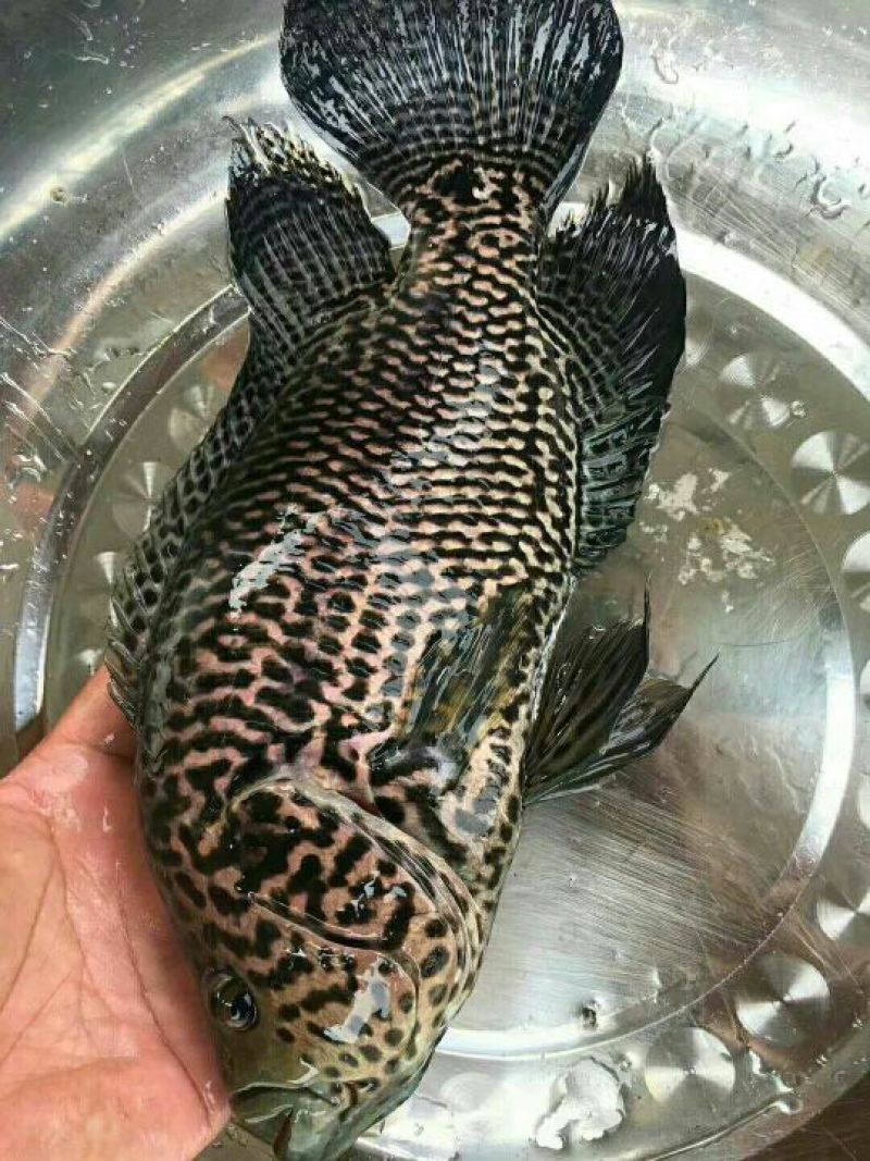 淡水石斑鱼苗花老虎专吃野杂鱼
