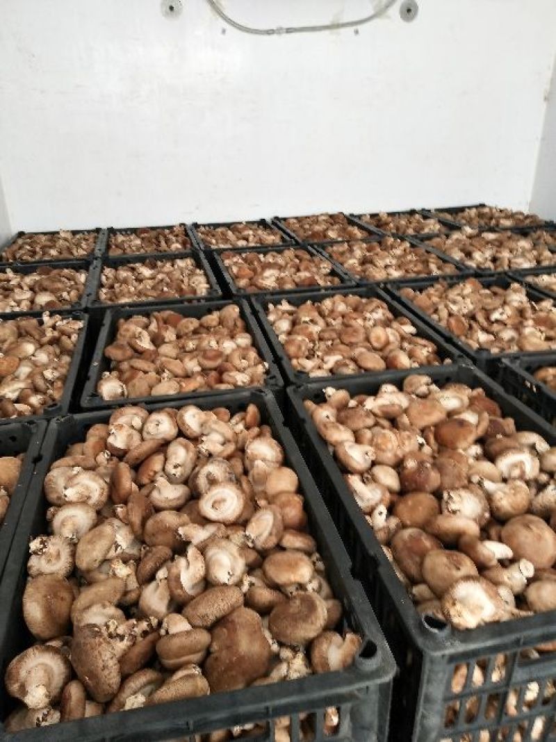 0912香菇不开伞3%鲜货3.5~4cm